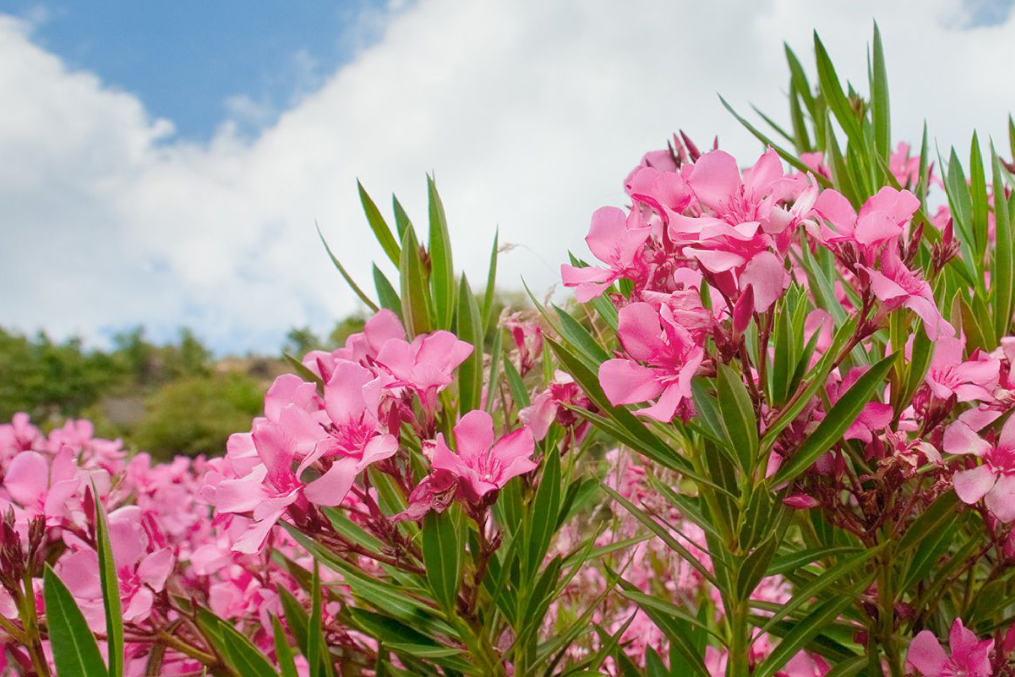 Plantas venenosas