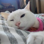Blanqui