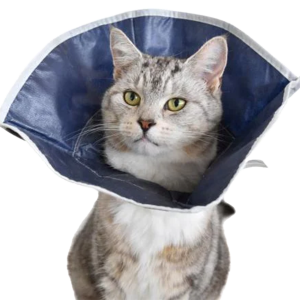 Buster | Collar Desechable Gato