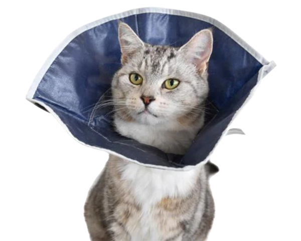Buster | Collar Desechable Gato